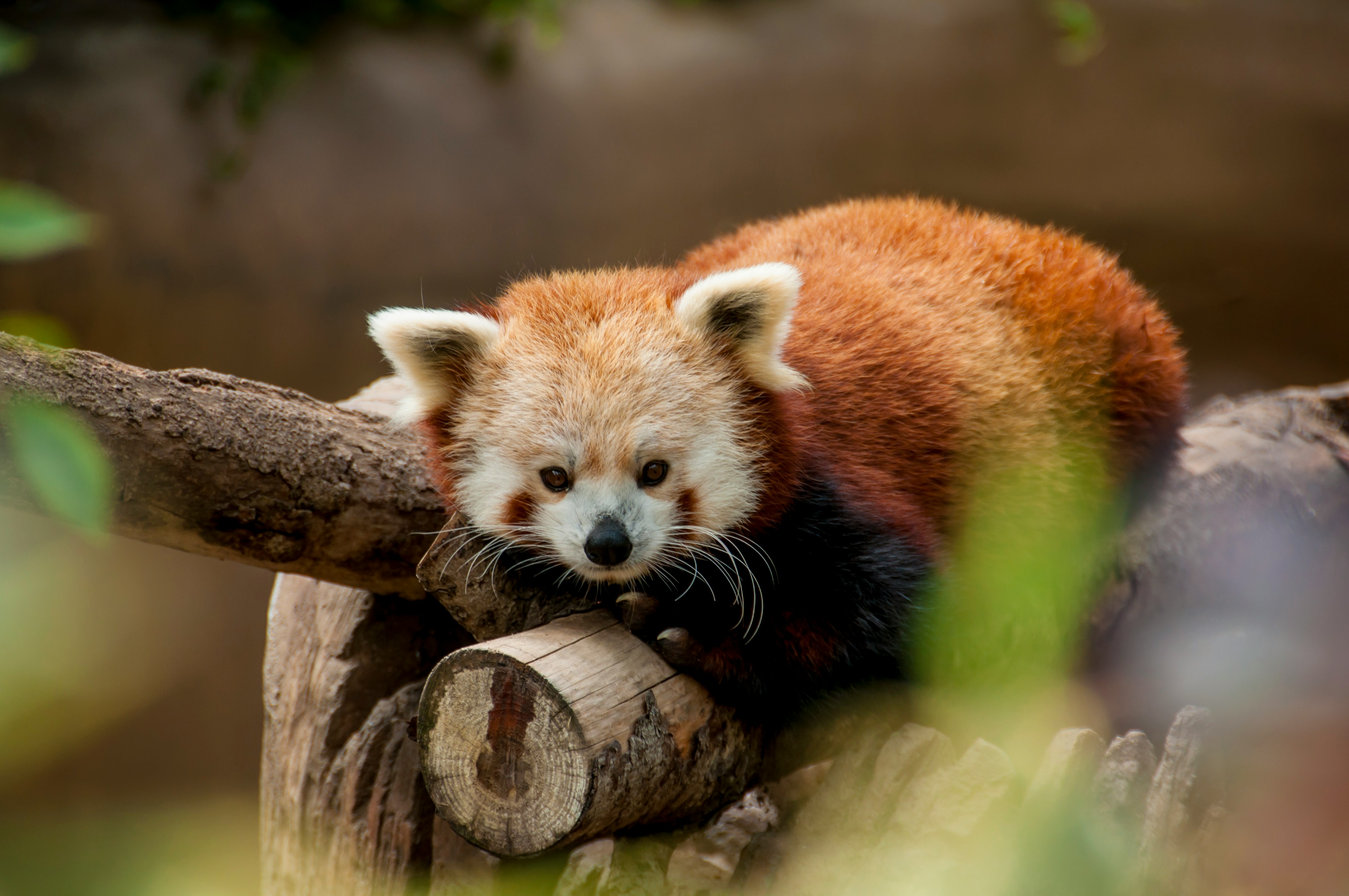 A red panda in a tree