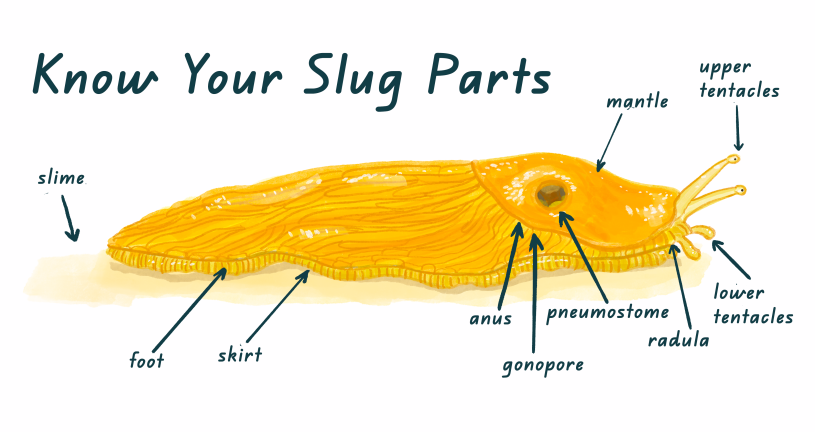 Slug Diagram